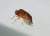 Drosophila sp.